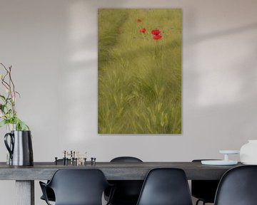 Coquelicots dans un champ de maïs sur Moetwil en van Dijk - Fotografie