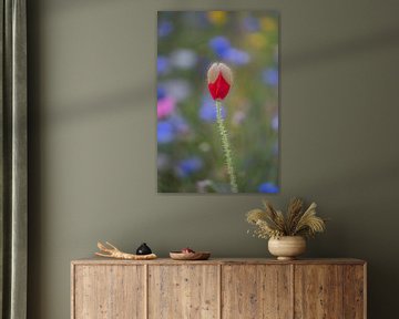 Coquelicot - le coquelicot se tient sur des lames sur Moetwil en van Dijk - Fotografie