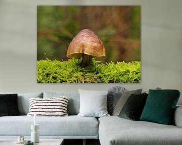 Lampshade mushroom