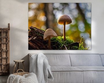 Twee paddenstoelen in de zon van Fokko Muller