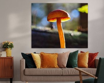 Mushroom in the sun by Fokko Muller