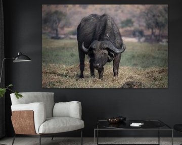 Waterbuffel in Botswana van Hans Jansen