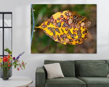 Colored autumn leaf by Fokko Muller