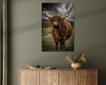 Schotse Hooglander: Donkere wolken boven natte koe