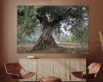 View along an old olive tree in Andalusia. by Jan Katuin