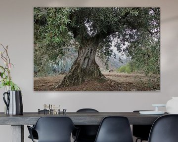Blick entlang eines alten Olivenbaums in Andalusien. von Jan Katuin
