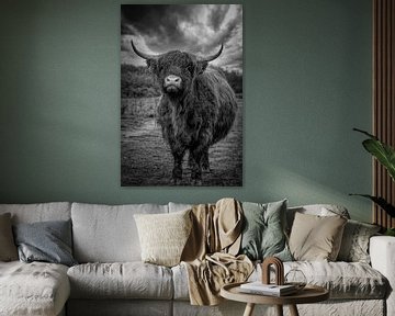 Schotse Hooglander: stoere natte koe in de regen in zwart-wit