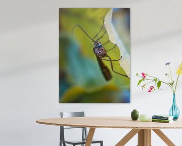 Insecte aux yeux bleus vue de côté sur Fokko Muller