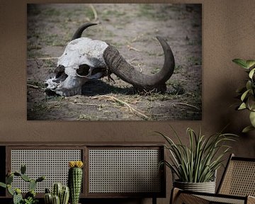 skull schedel waterbuffel end of story van Hans Jansen