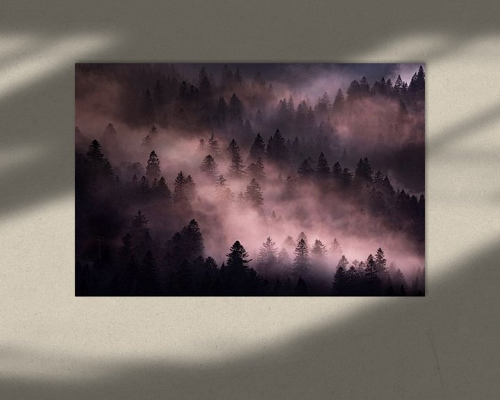 Sfeerimpressie: Nevel in het bos van Sam Mannaerts