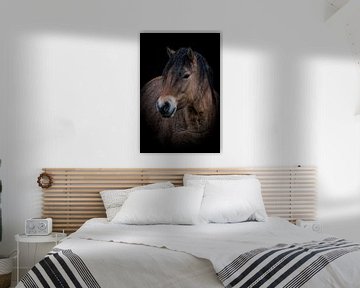 Portret Konik paard