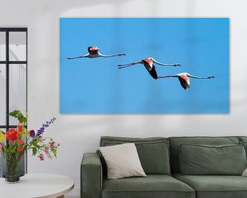 Flamingos 3 von Gijs de Kruijf