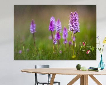 Parse Gevlekte orchis in groen gras van Andre Brasse Photography