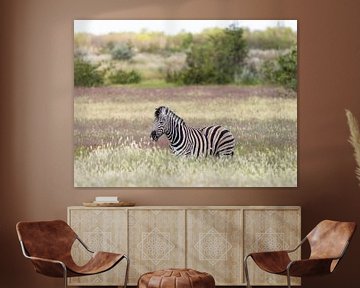 Zebra in grassland by OCEANVOLTA