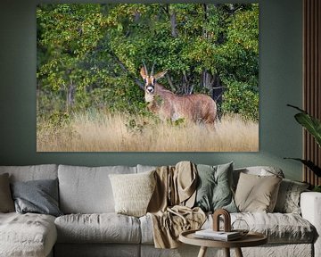 Roanantilope in Namibia by OCEANVOLTA