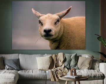 Portrait de mouton sur karin van Ham