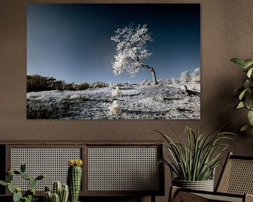 Infrarood Drunense Duinen van Joris Buijs Fotografie