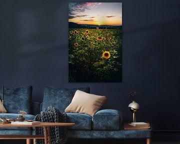 Champ de tournesols au coucher du soleil, photographie de paysage de tournesols sur Fotos by Jan Wehnert