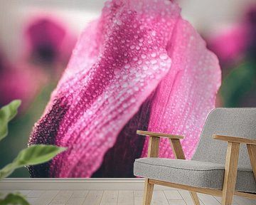 Dauw op een klaproosbloem, Roze klaproos, Waterdruppels van Fotos by Jan Wehnert