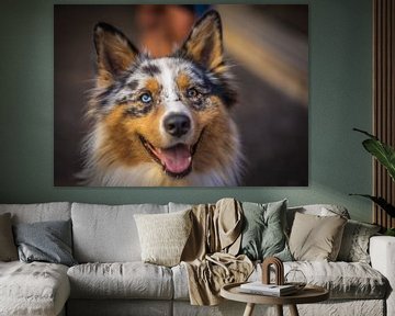 Roscoe the Australian shepherd by Omri Raviv