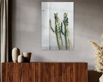 Cactus sur Gertrude van den Brink