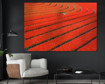 Curve in een veld met rode tulpen