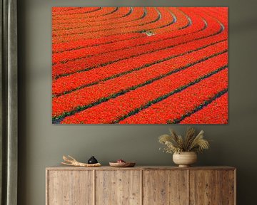 Curve in een veld met rode tulpen