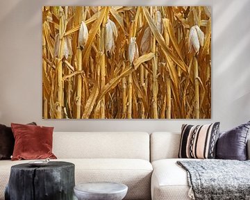 Gelb verwelkter Mais auf dem Feld am Ende der Ernte von Gert van Santen