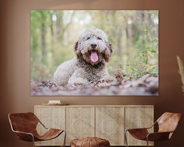 Blonde Labradoodle puppy van Lucia Leemans