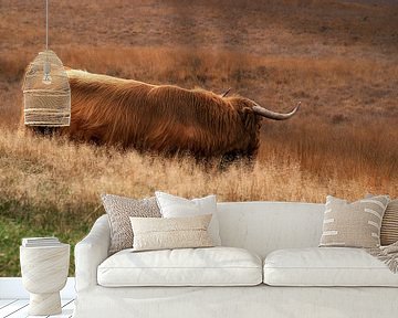 Schotse Hooglander in herfstachtig graslandschap van Gert van Santen