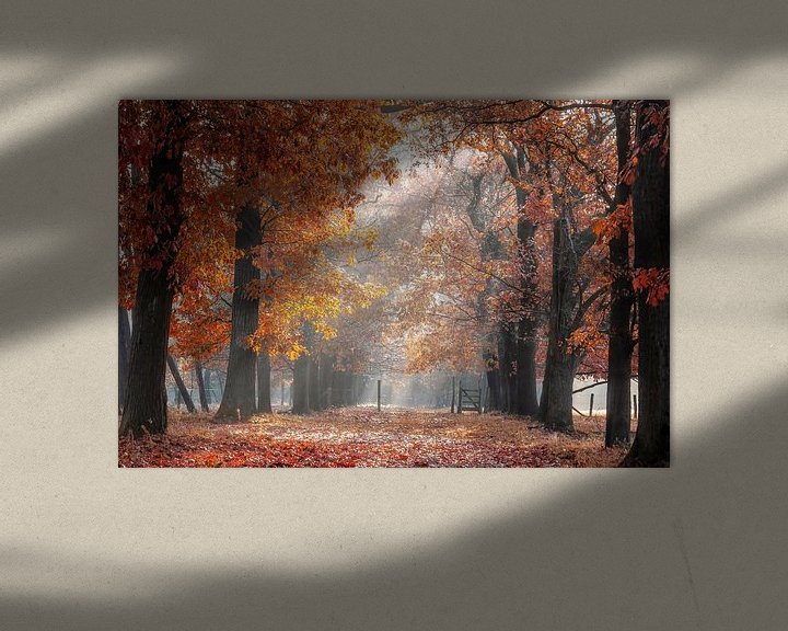 Sfeerimpressie: Eikenlaan in herfstkleuren aan het Smeetshof in Bocholt van Peschen Photography
