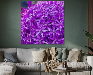 Purple ornamental onion