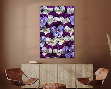 "Wallflowers": a wall full of pansies with drops (vertical) by Marjolijn van den Berg