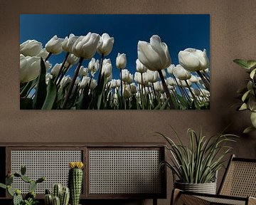 Weiße Tulpen und ein blauer Himmel in Nordholland von Marjolijn van den Berg