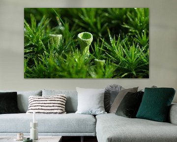 Macrofoto groen Bekermos van Tesstbeeld Fotografie