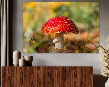 Mouche rouge agaric au soleil avec un beau fond coloré sur Jolanda Aalbers