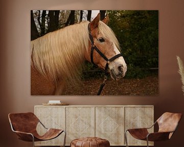 Fotoshooting mit hellbraunem Haflinger mit beiger Mähne von Babetts Bildergalerie