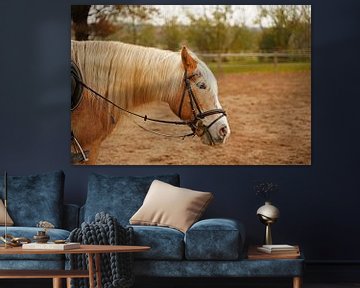 Fotoshoot met lichtbruine Haflinger met beige manen