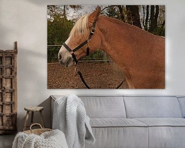 Fotoshooting mit hellbraunem Haflinger mit beiger Mähne von Babetts Bildergalerie