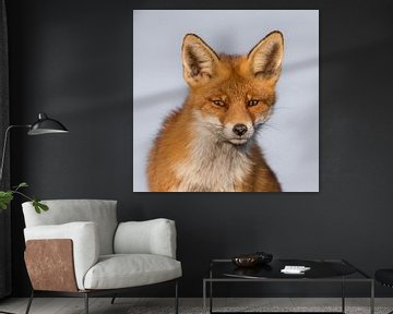 Portrait d'un renard roux ! sur Robert Kok