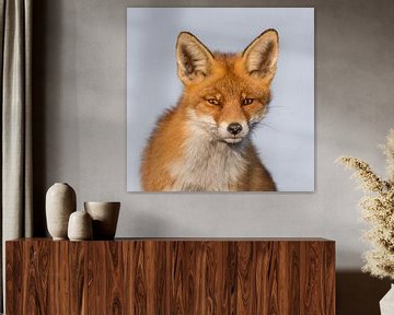 Red fox portrait! van Robert Kok
