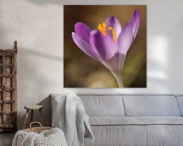 Crocus violet sur Evelyne Renske