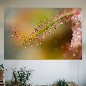 La macro du rossolis