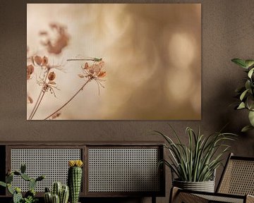 Damsel sur une fleur à tête morte sur Moetwil en van Dijk - Fotografie