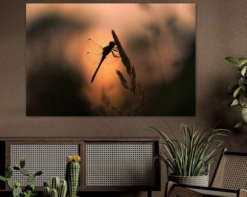 Silhouette d'une libellule au lever du soleil sur Moetwil en van Dijk - Fotografie