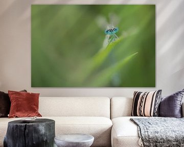 Demoiselle avec goutte de pluie sur Moetwil en van Dijk - Fotografie