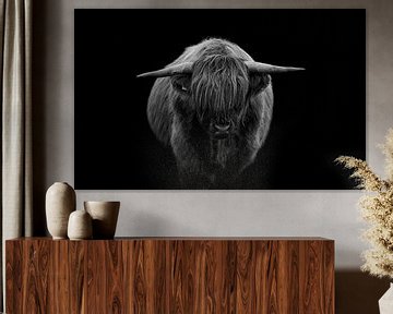 Scottish highland cattle on black background