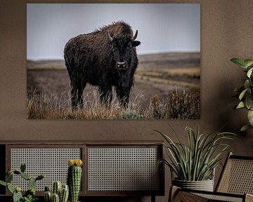 Bison dans le parc national de Yellowstone sur Nicole Geerinck