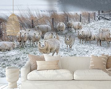 Schafe im Schnee. von Justin Sinner Pictures ( Fotograaf op Texel)