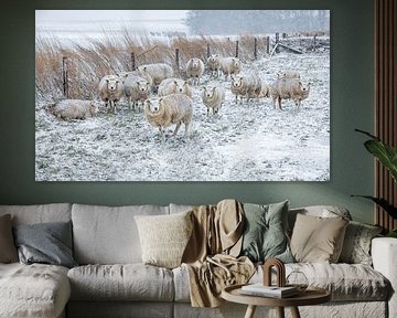 Sheep in the snow. by Justin Sinner Photography (Photographer on Texel)